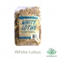 Mobile Preview: Weißer Lotus - 10 Samen