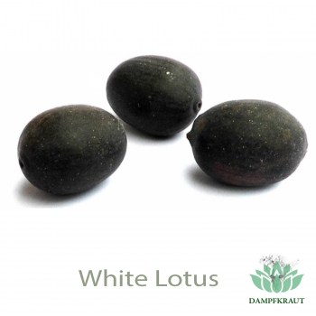 Weißer Lotus - 10 Samen